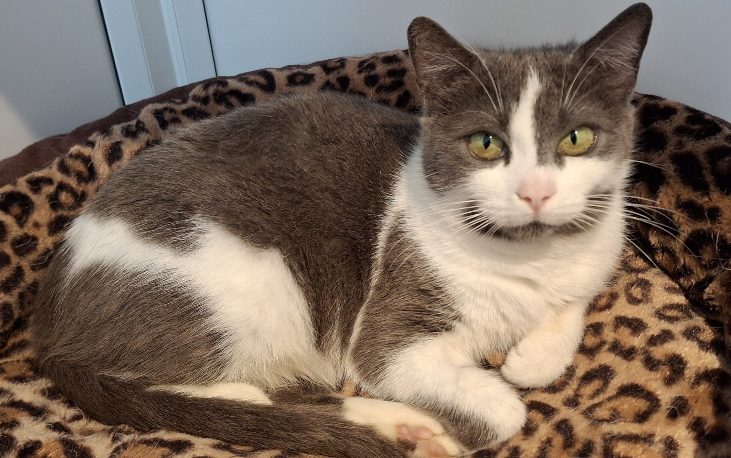 Esker — Domestic Shorthair