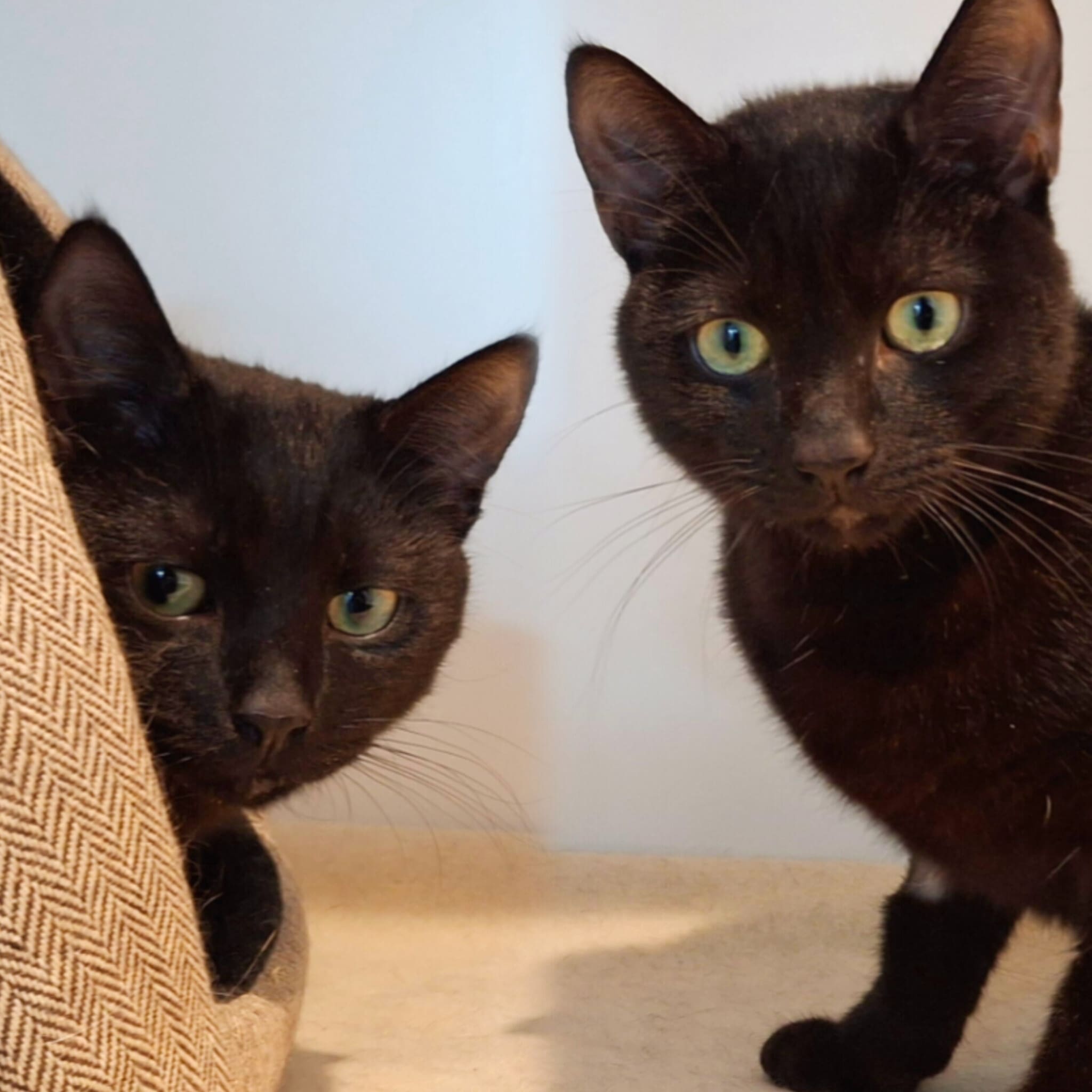 Merlin and Gandalf — Domestic Shorthair