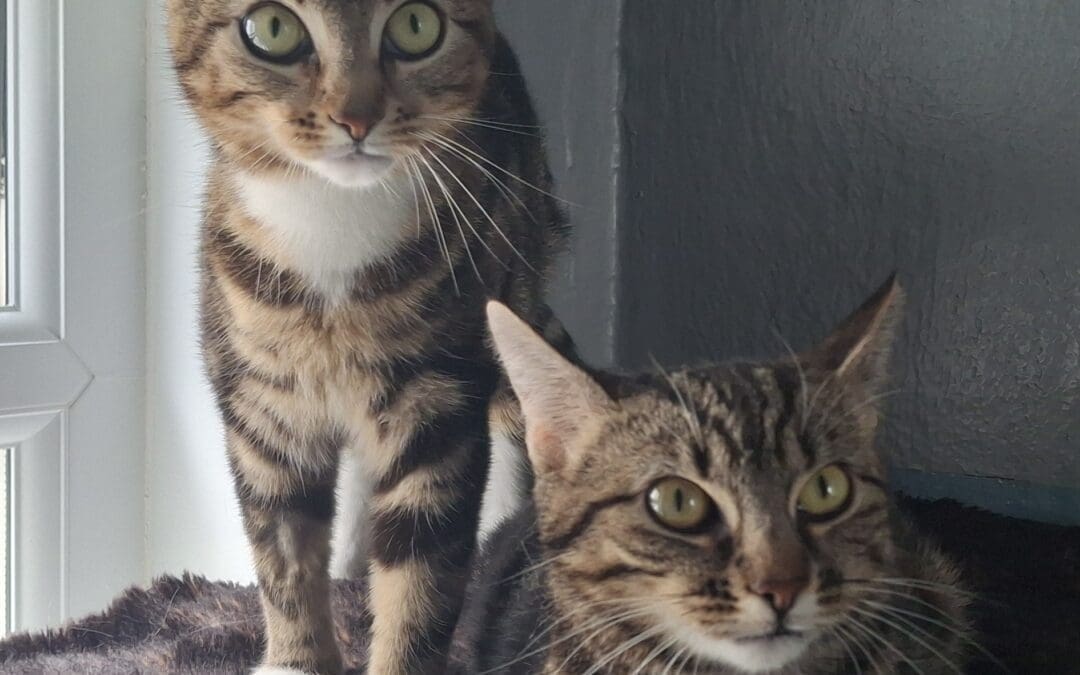 Katniss and Primrose