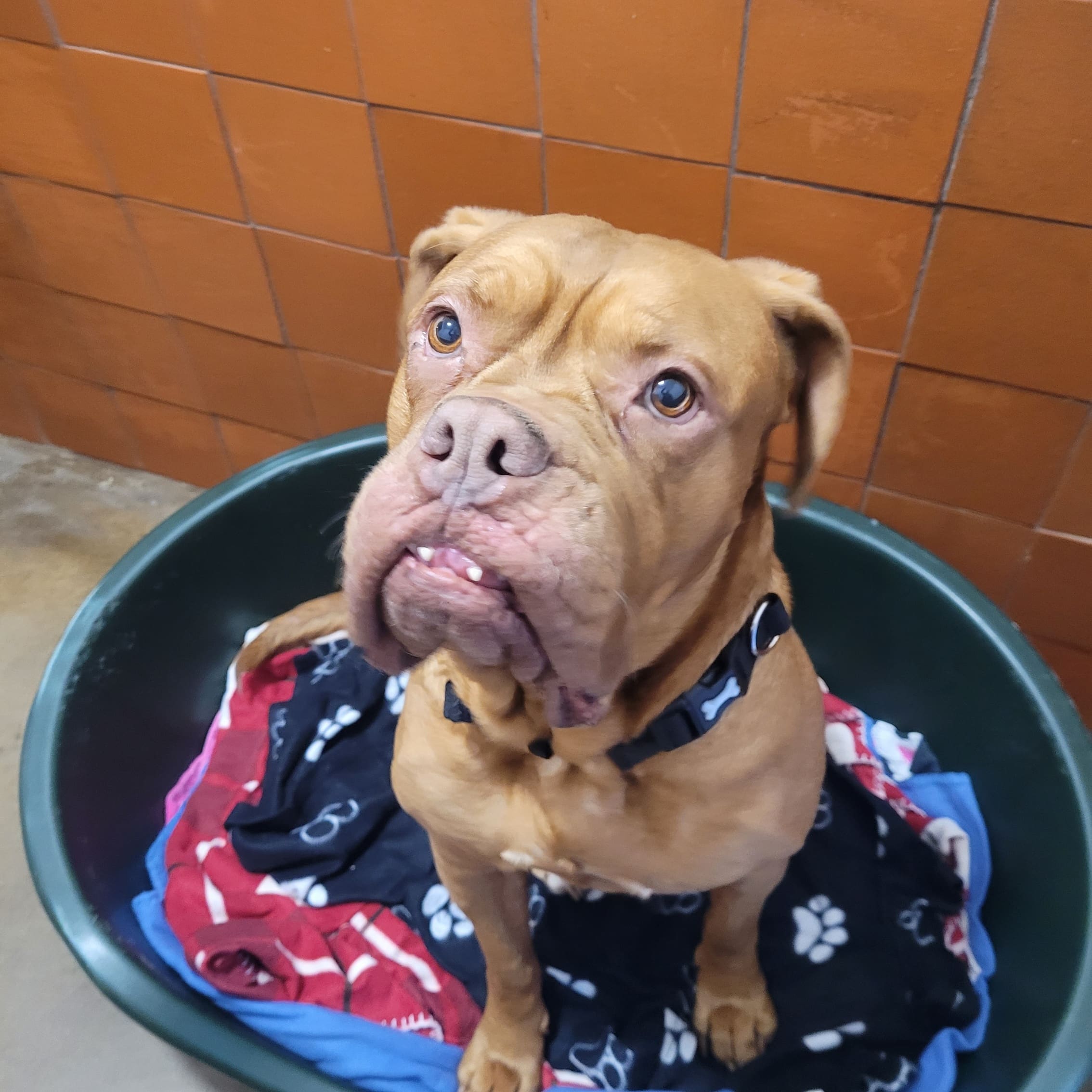 Madge — Dogue De Bordeaux