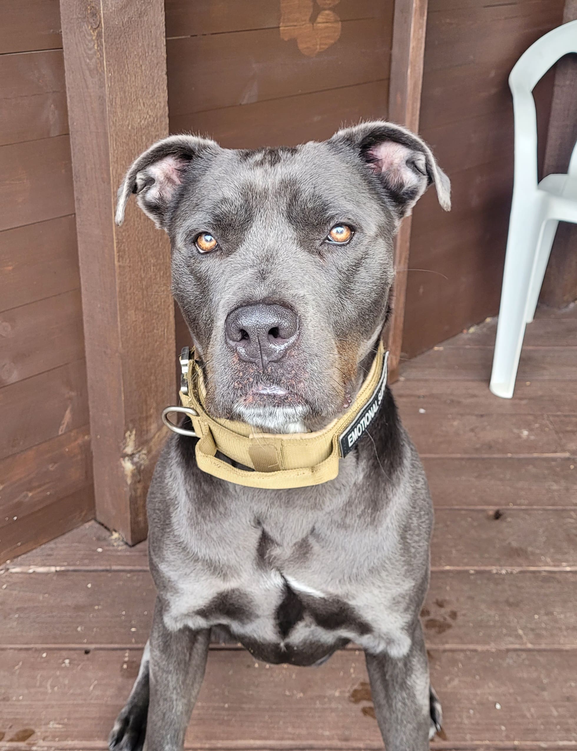 Lionel — Dog Weighing In Just Over 30kg.