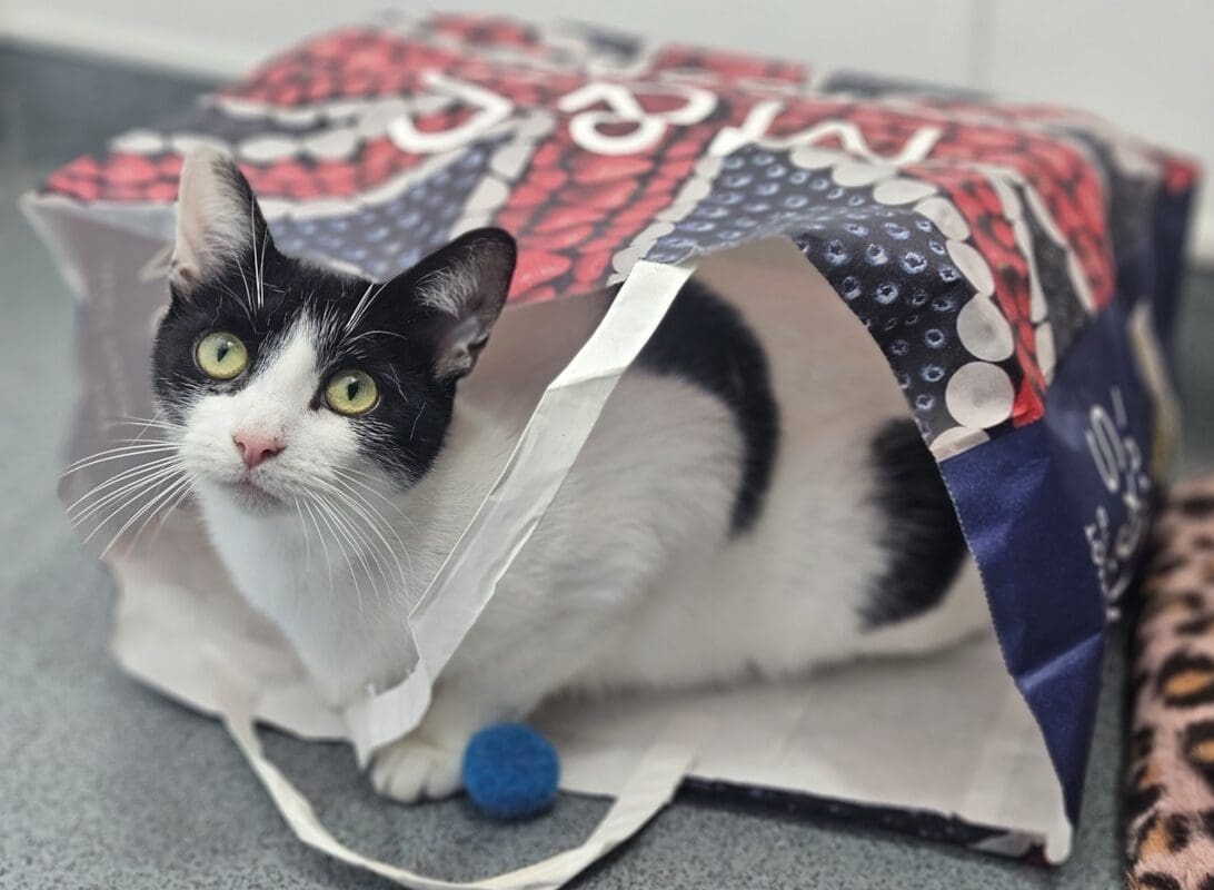 Patty — Domestic Shorthair