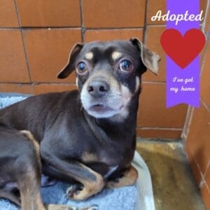 Adopted