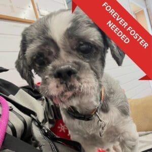 Adopted (2)