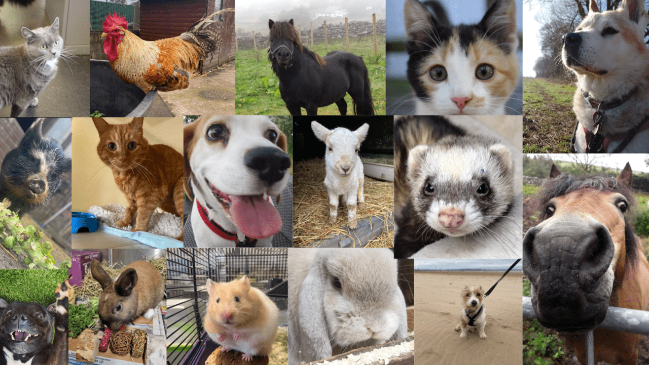 Getting Animals How to Adopt an Animal | Freshfields Animal Rescue