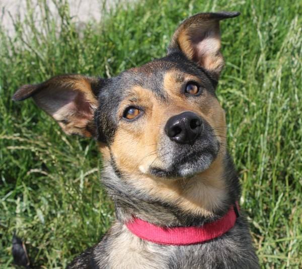 Vet Room: Latest News