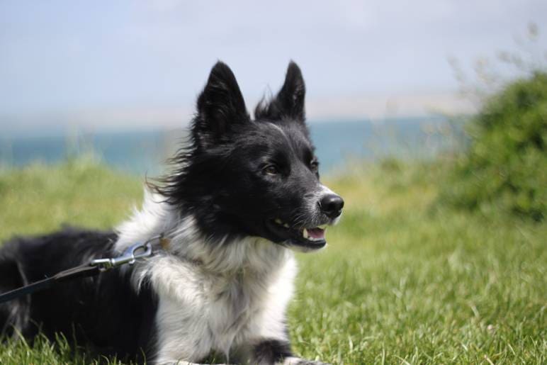 The Dog that Couldn’t Play