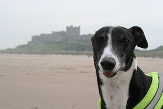 Microchips – Latest News