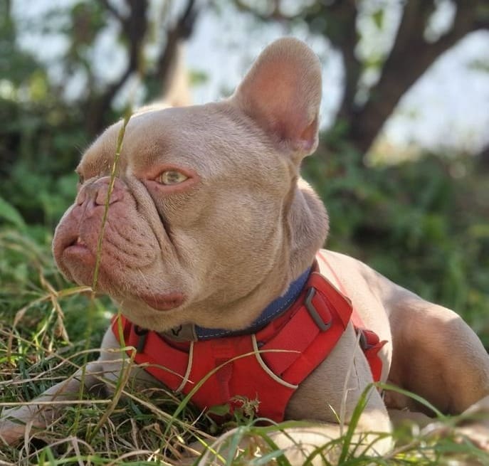 Bobby — French Bulldog
