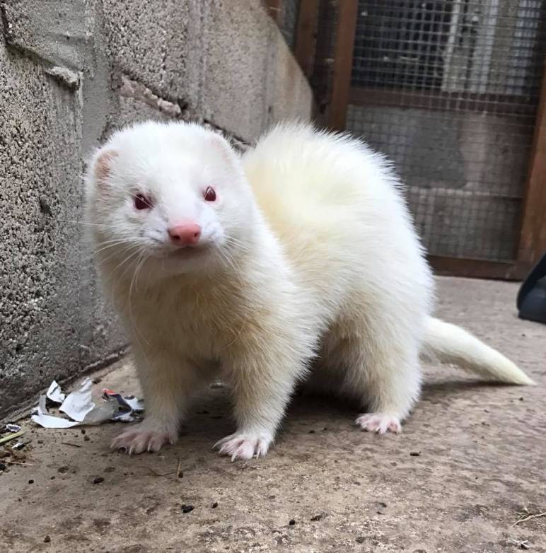 Romypets Wishlist Launched Today!