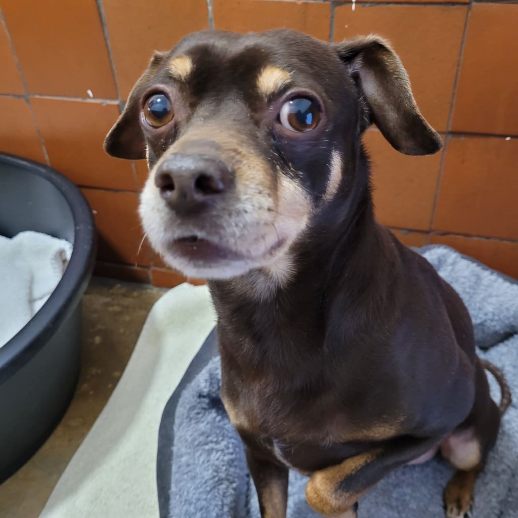 Brandon — Cross Miniature Pinscher