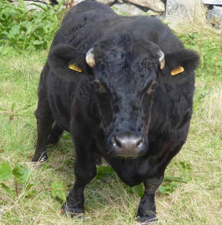 We admit a Dexter cow called ‘Dexter’ !