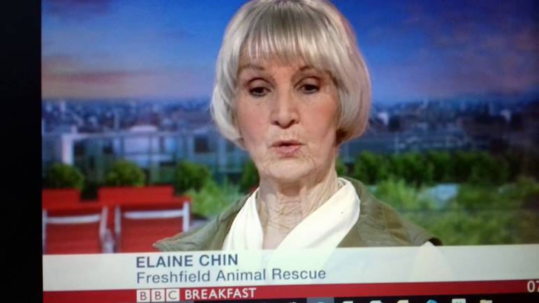 Freshfields Speaks Up for Abused Animals