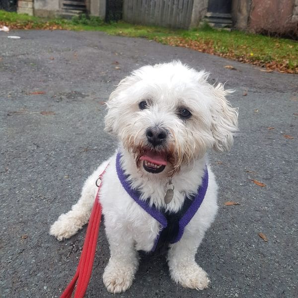 Fred — Cross Bichon/shih Tzu