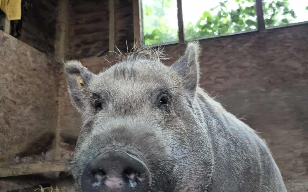 Hippo