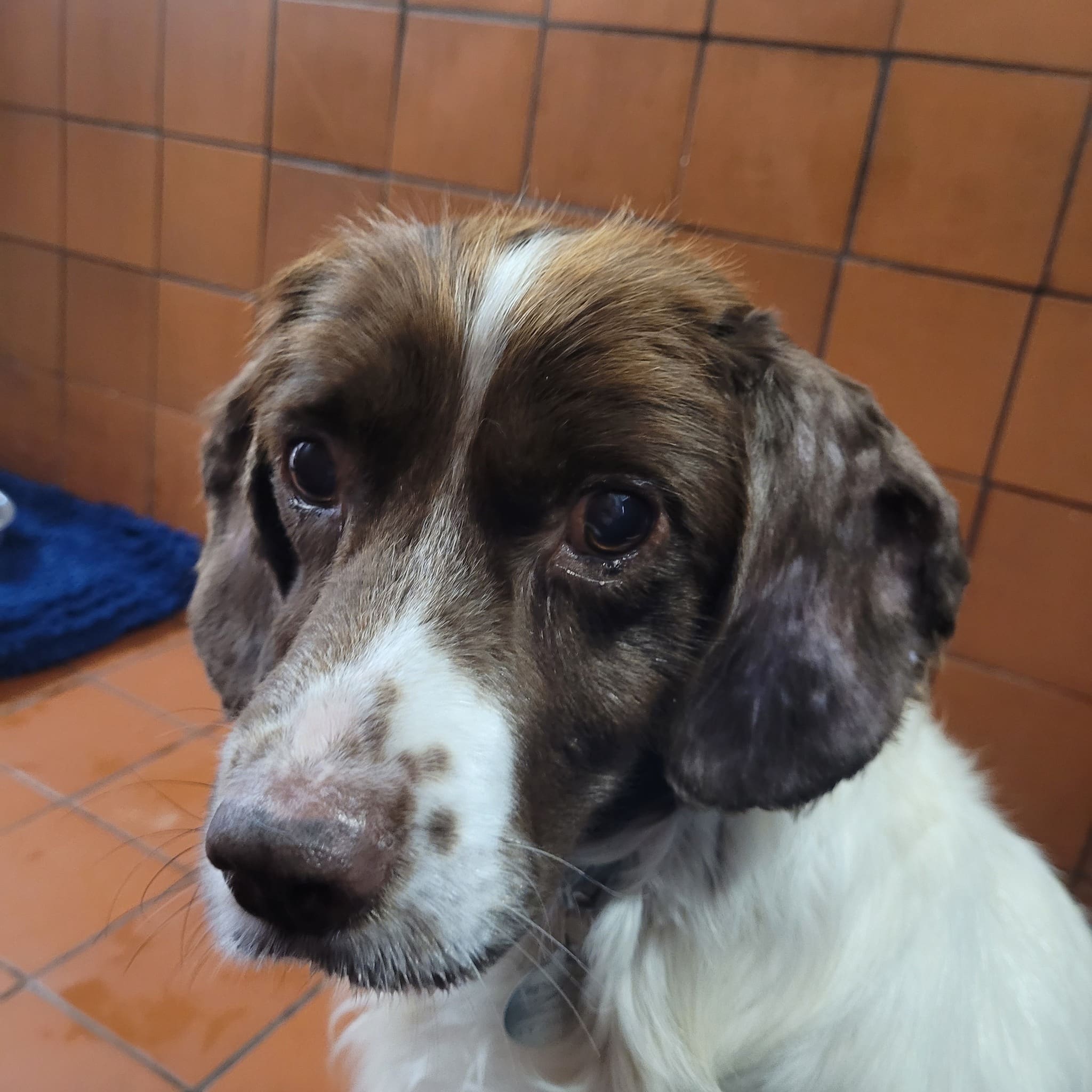 Howard spaniel oct 25
