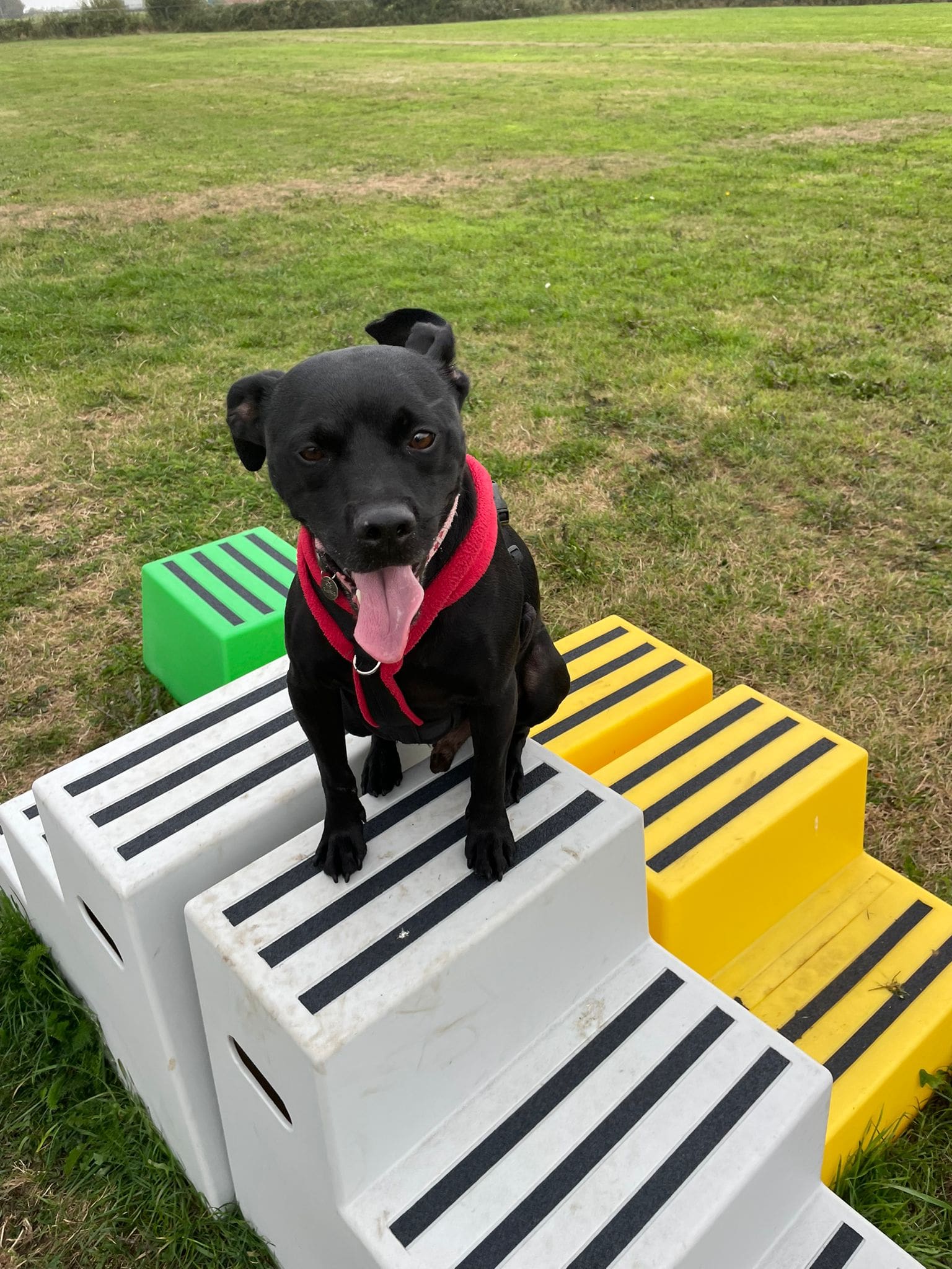 Kobie — Staffordshire Bull Terrier Cro