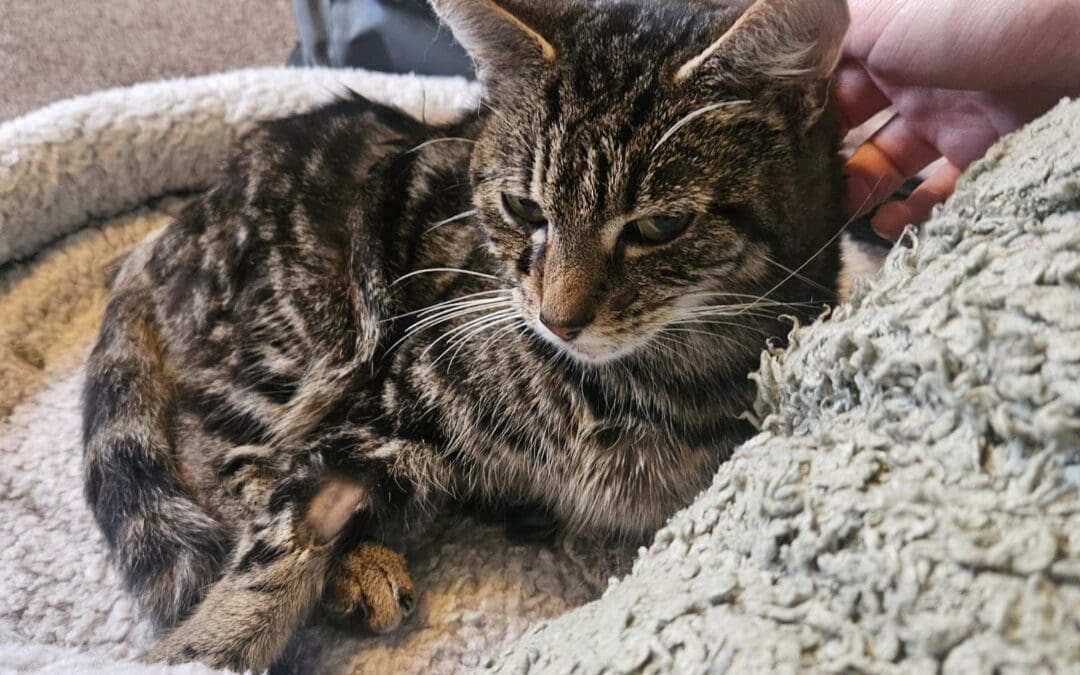 Arwen