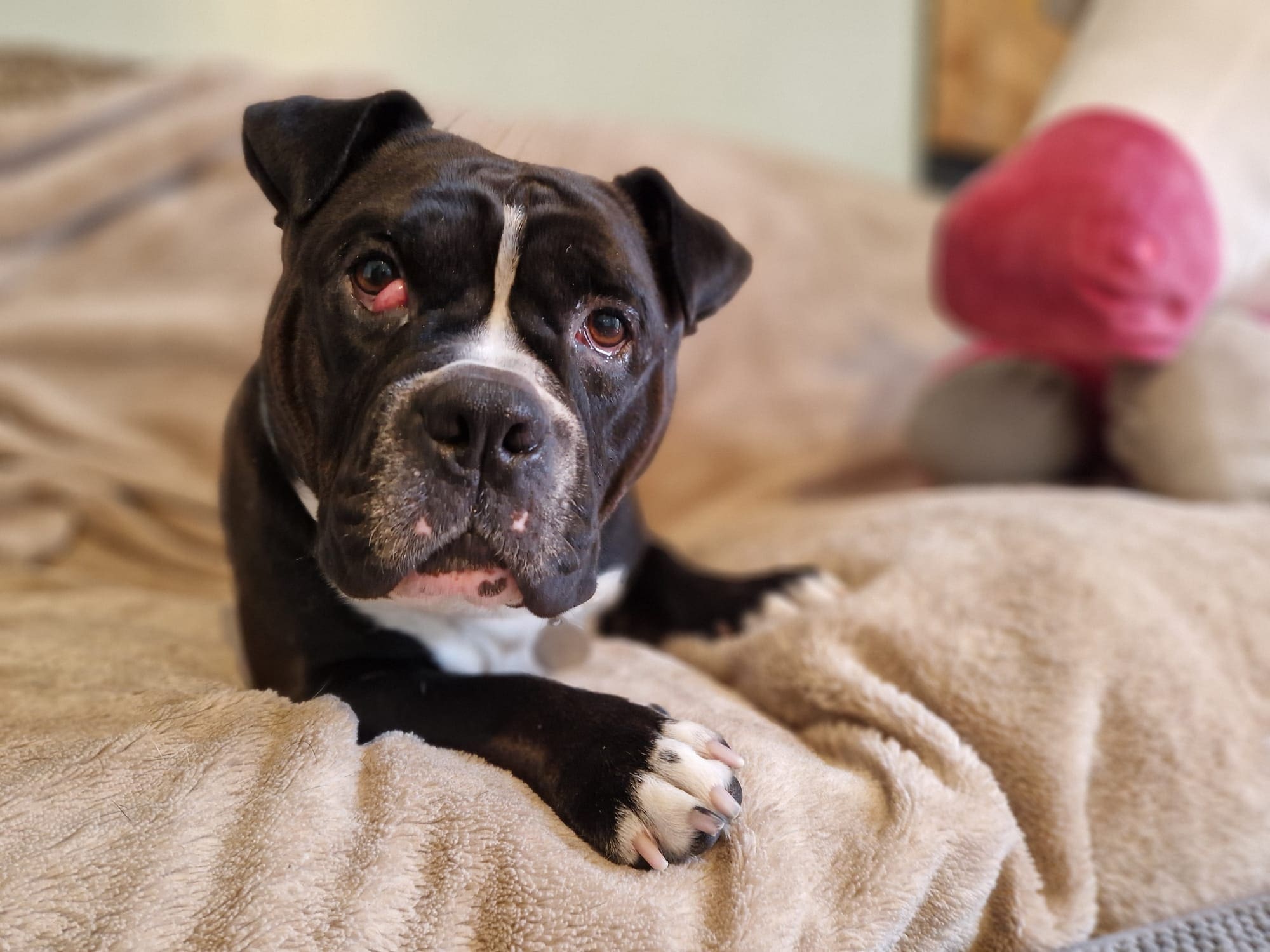 Koko — Pocket Bully