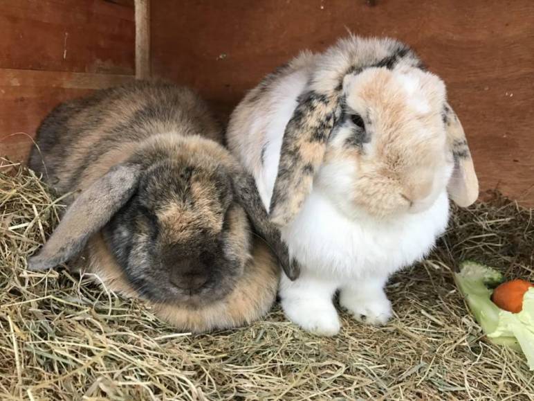 Myxomatosis – Please Protect Your Rabbits