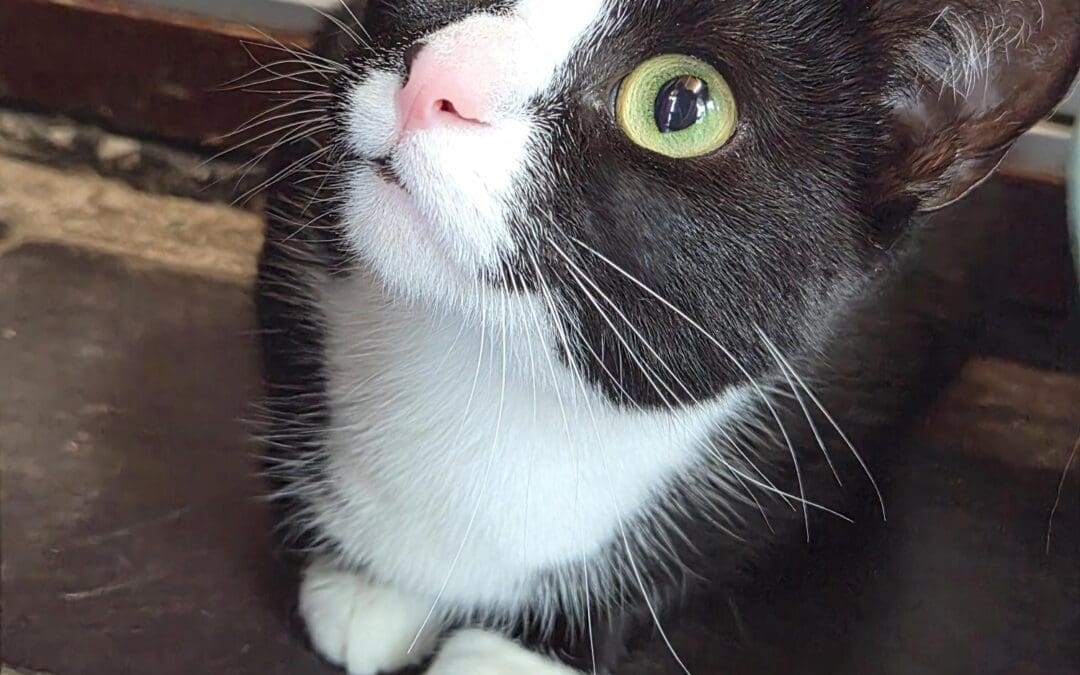 Jemima