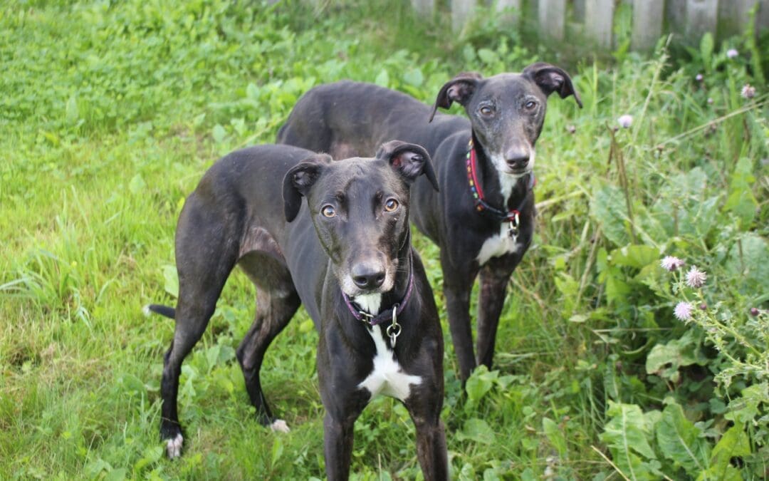 Lady & Maisie