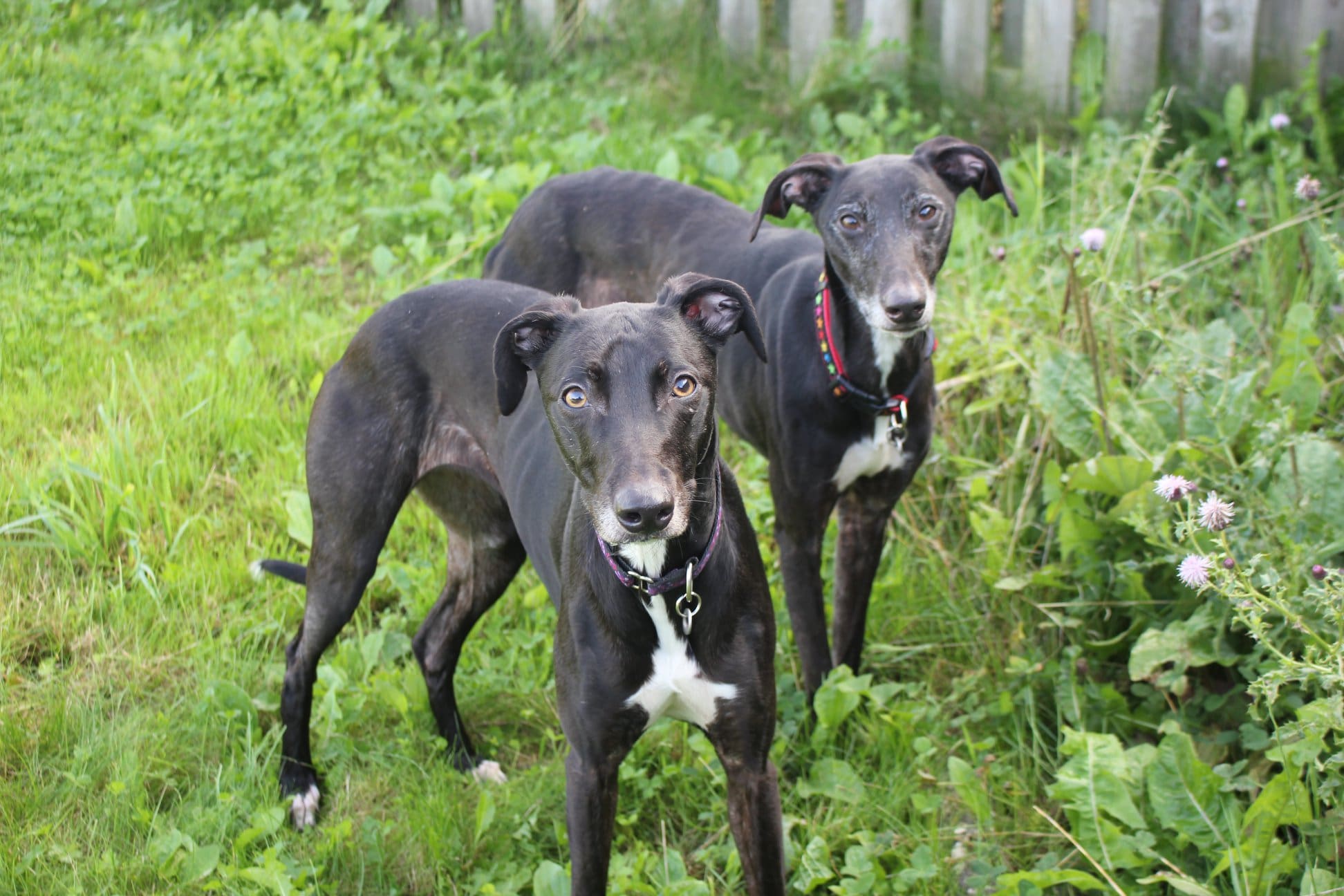 LADY & MAISIE IN PADDOCK AUG2021