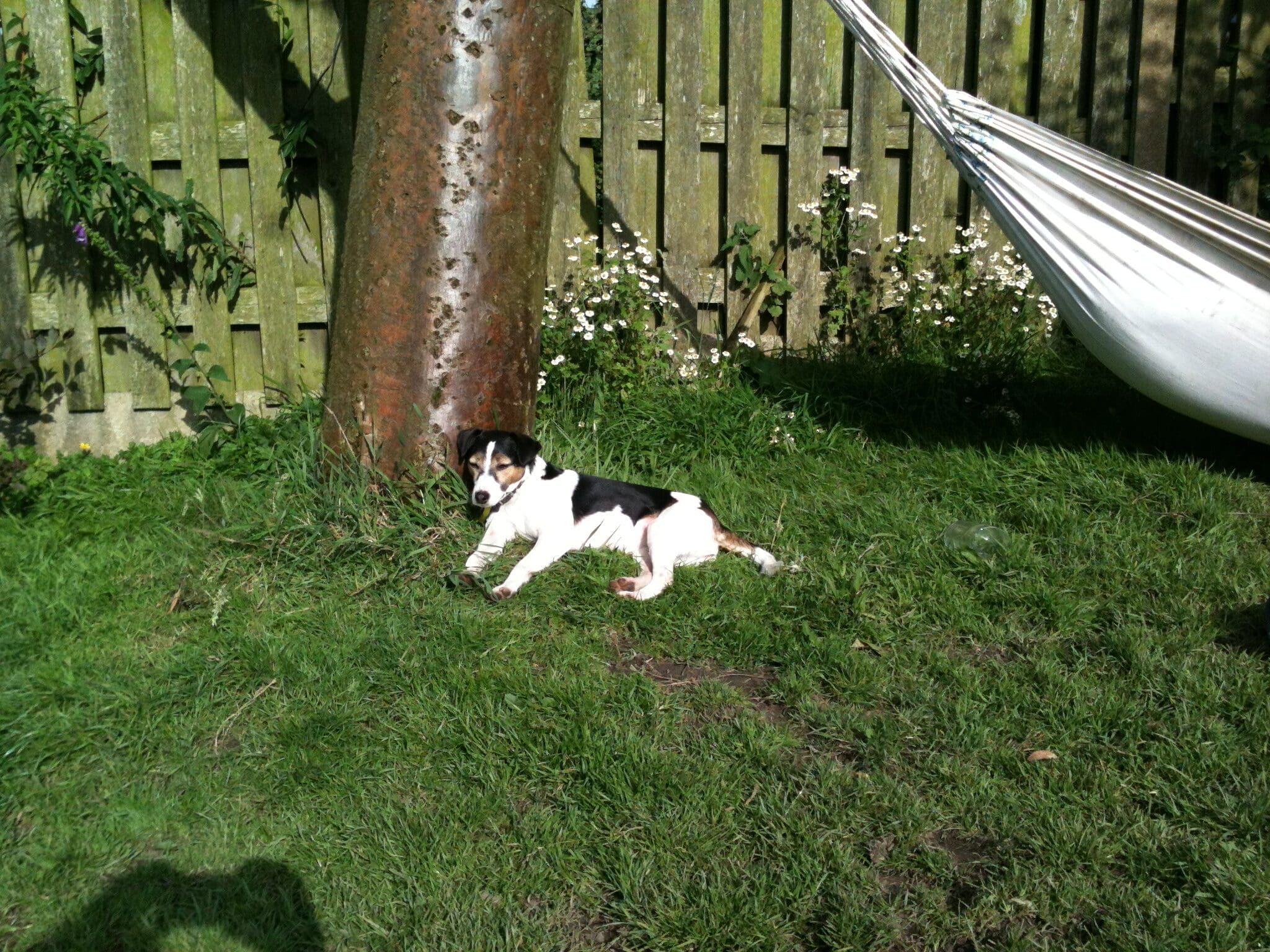 Millie memorial may 26