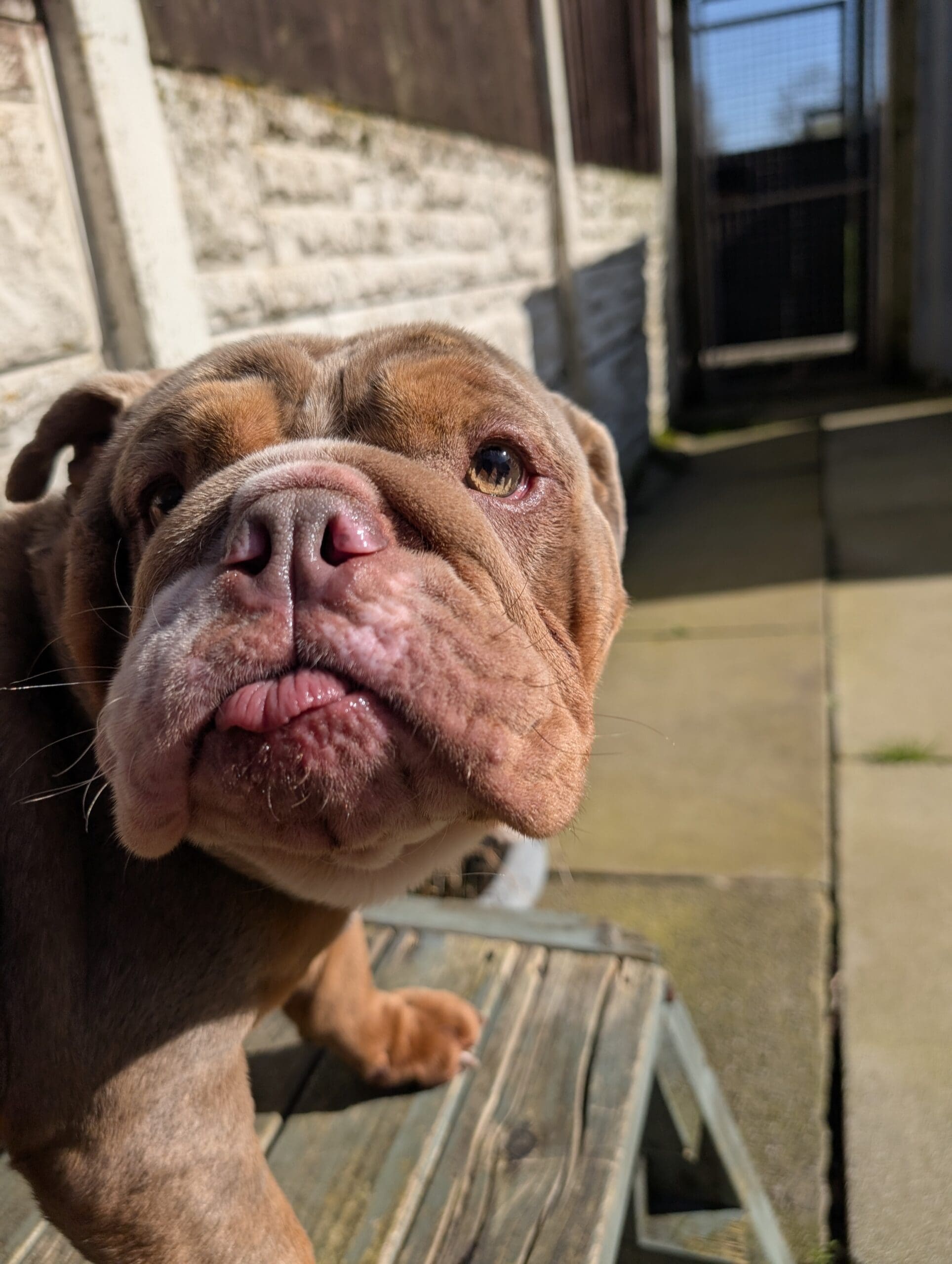 Mini — & Can Be A Little Stubborn