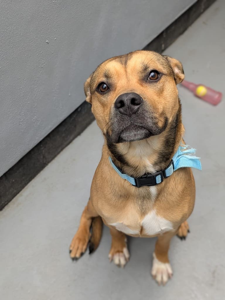 Nico — Staffie Cross