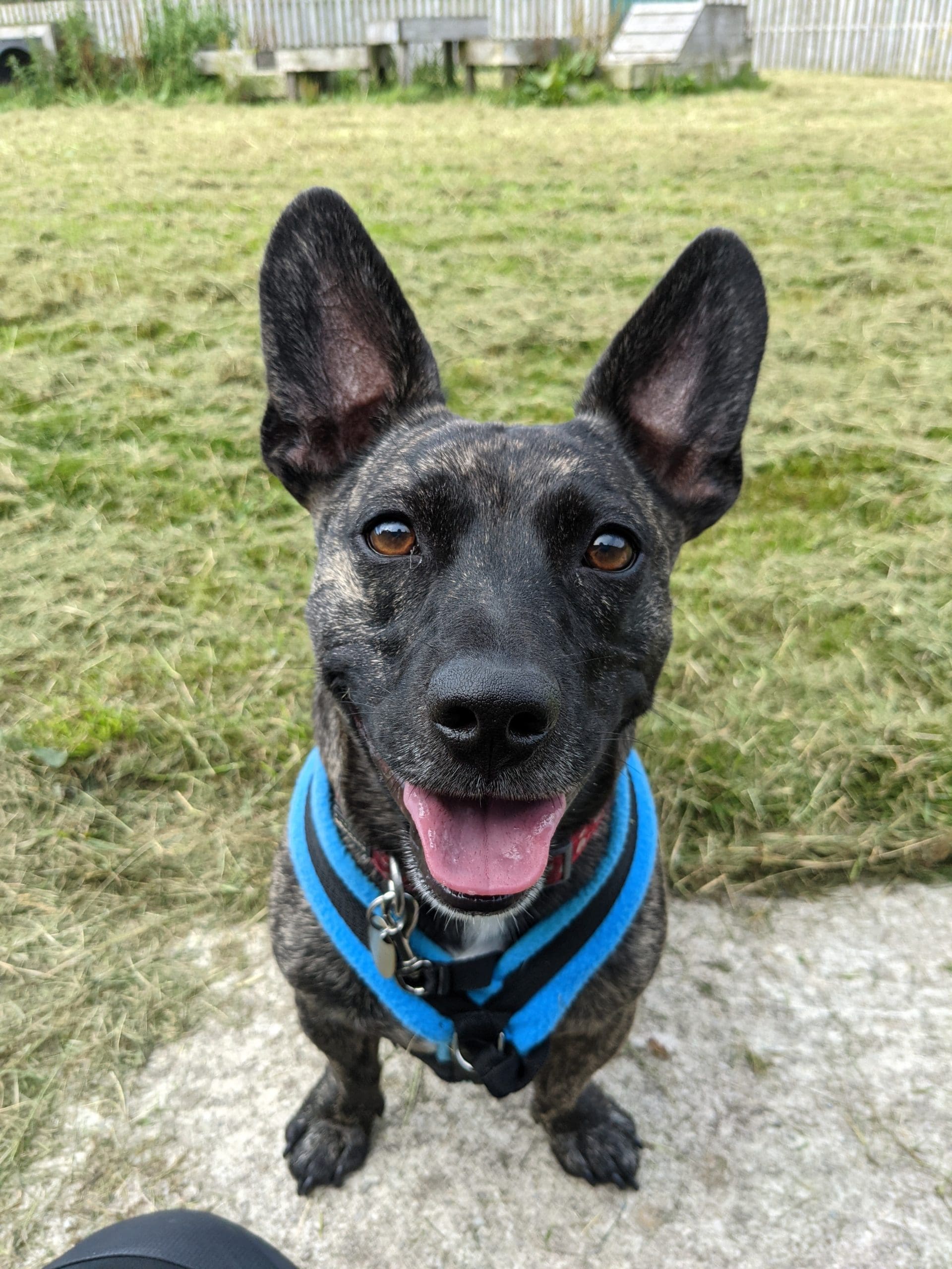 Dexter — French Bulldog Cross Jack Russ