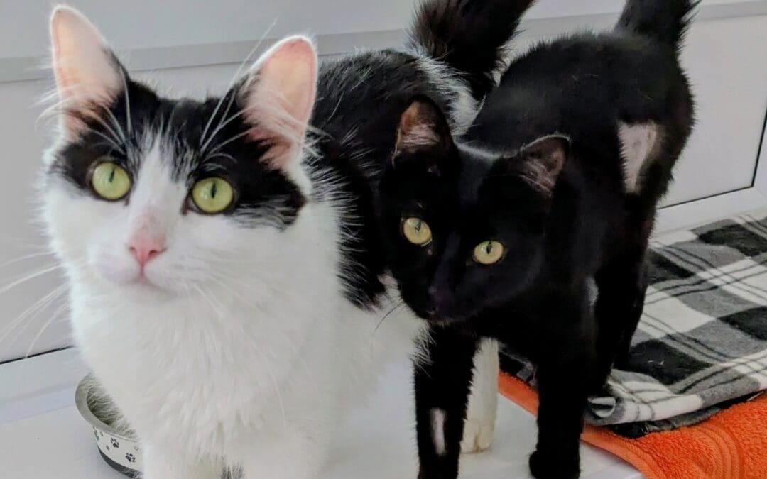 Jinks and Kitkat