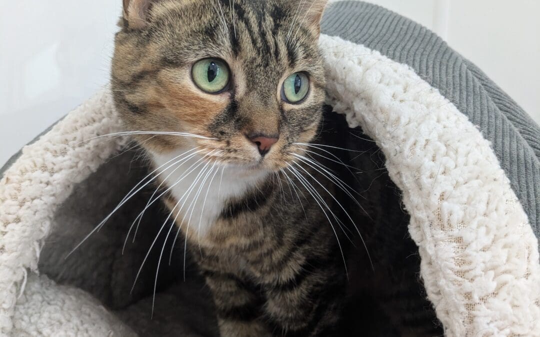 Mittens (was Cupcake)