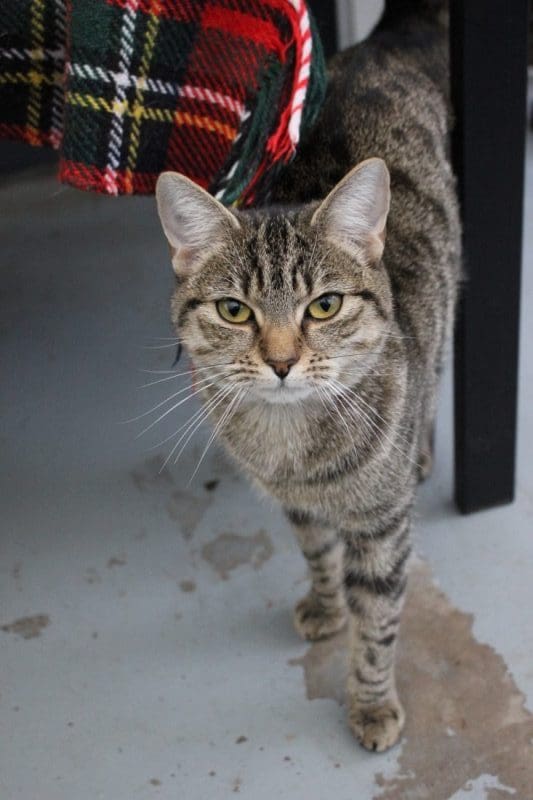 Monster Pet Supplies Supports Freshfields