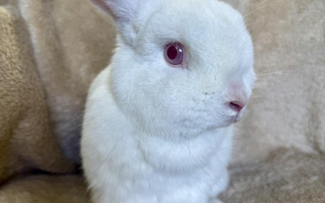 Penny