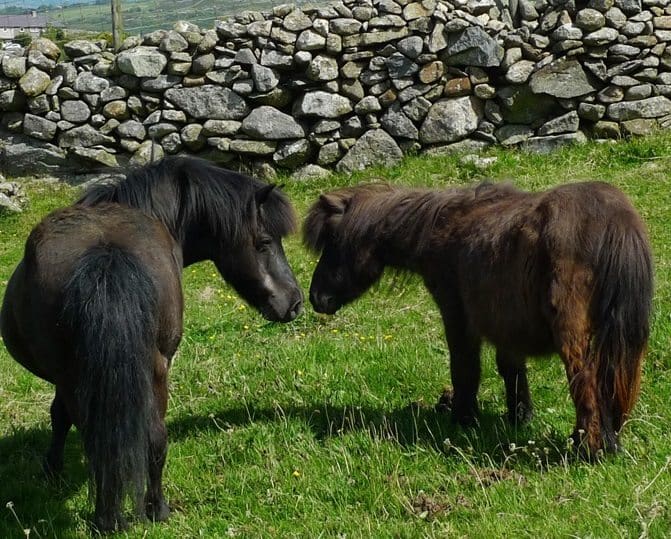 The Benefits of Rehoming a Rescue Horse