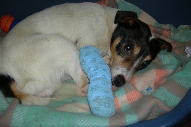 Vet Room Fundraising: The Story So Far