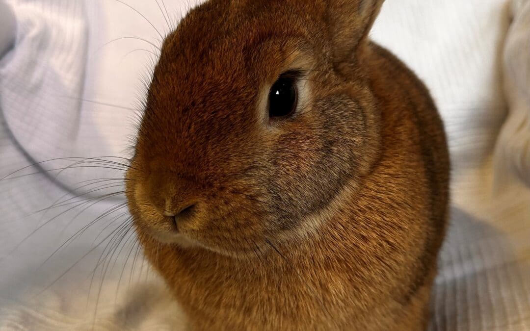 Rupert