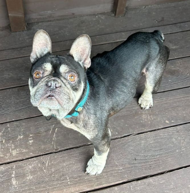 Ziggy — French Bulldog
