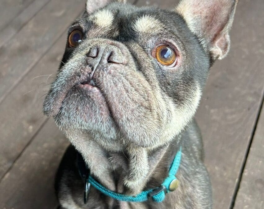 Ziggy