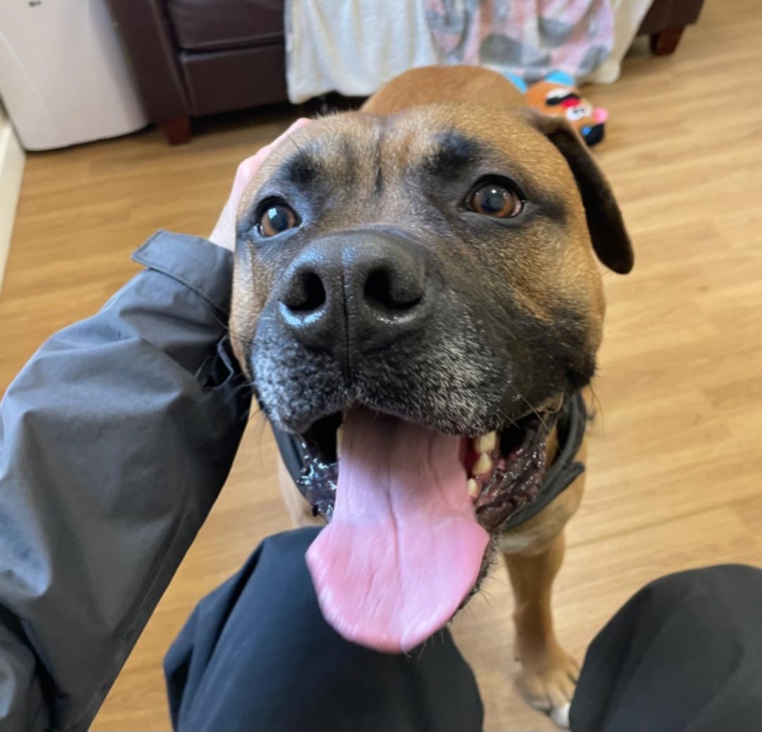 Gunner — American Bully