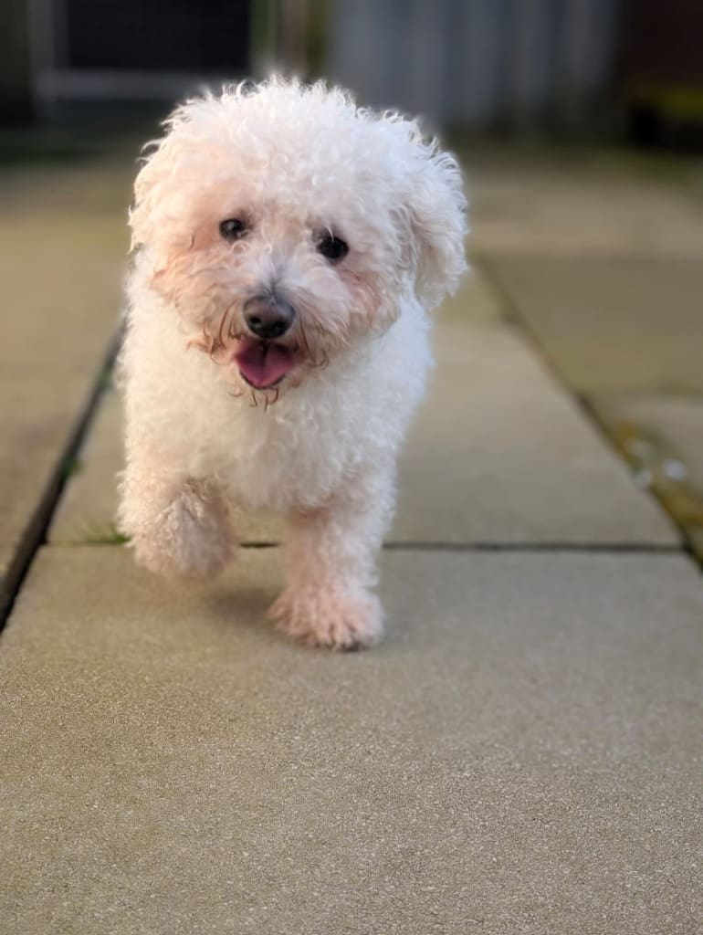 Snuffles — Bichon Frise