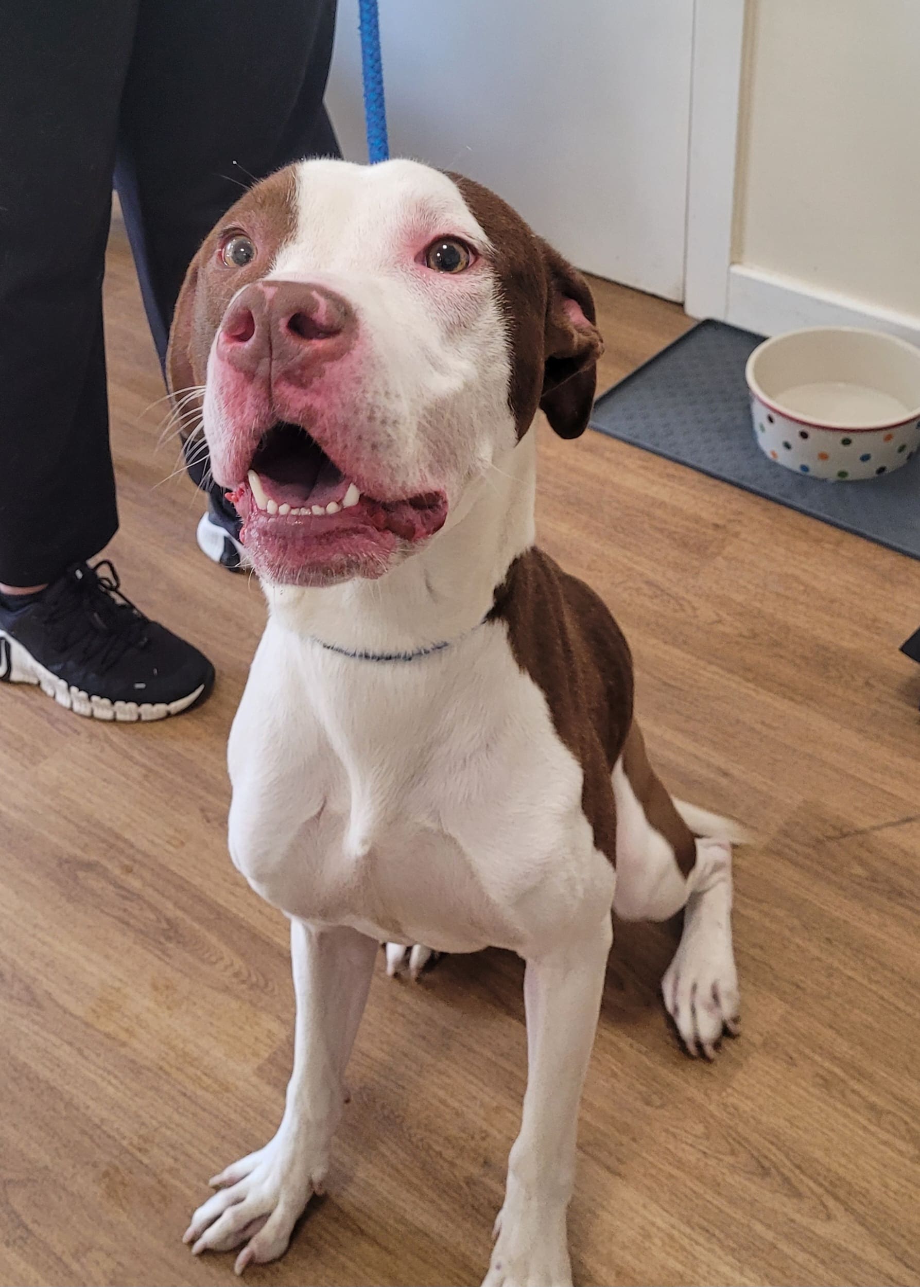 Sonny — Am Bull/staffie Cross