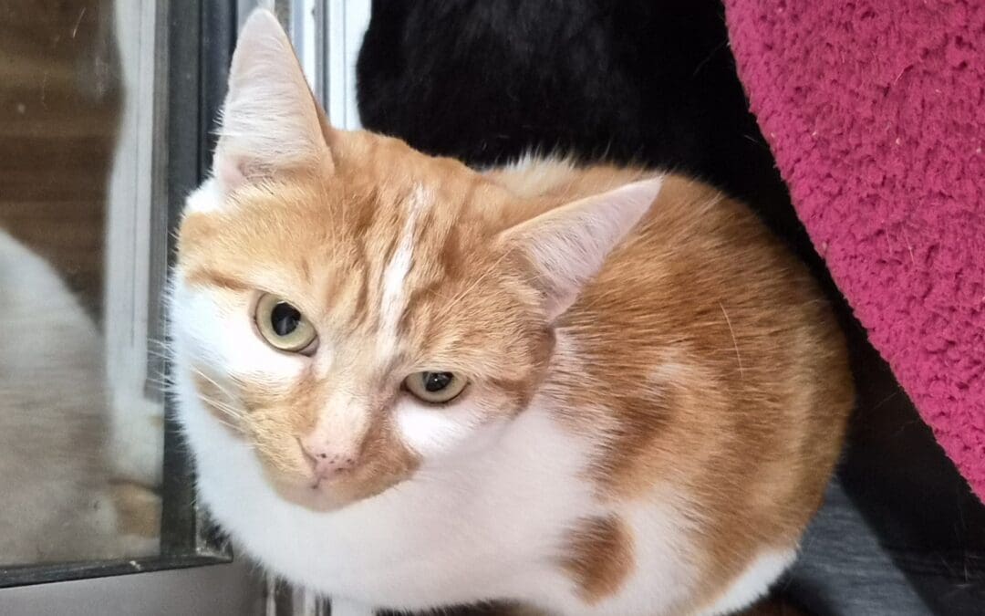 Taz