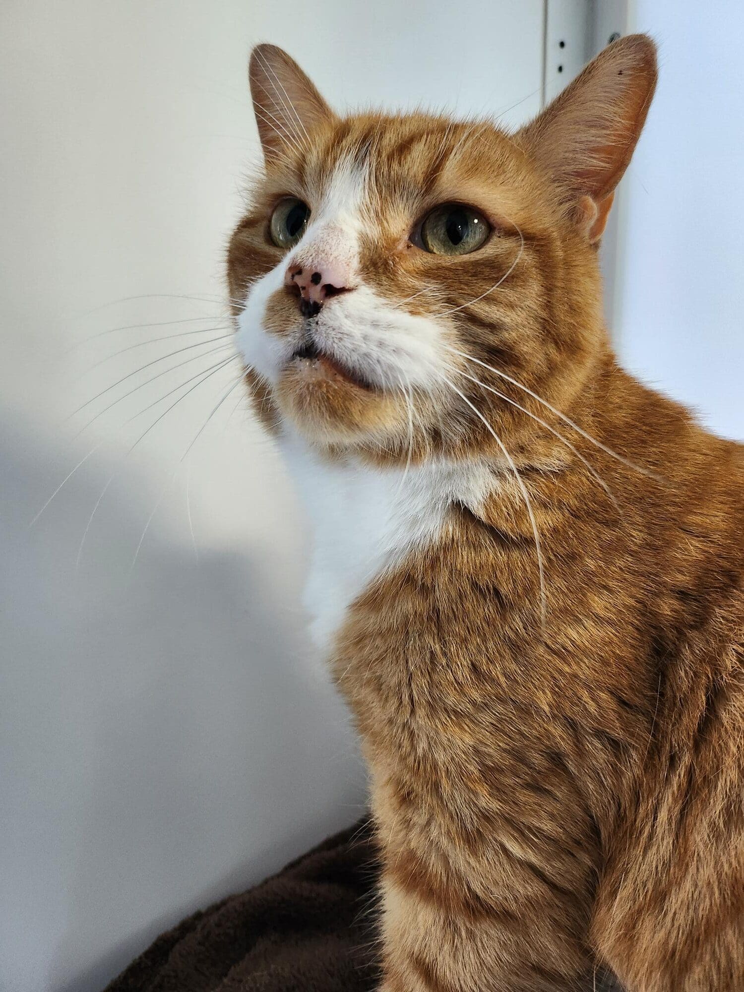 TOMOS CAT