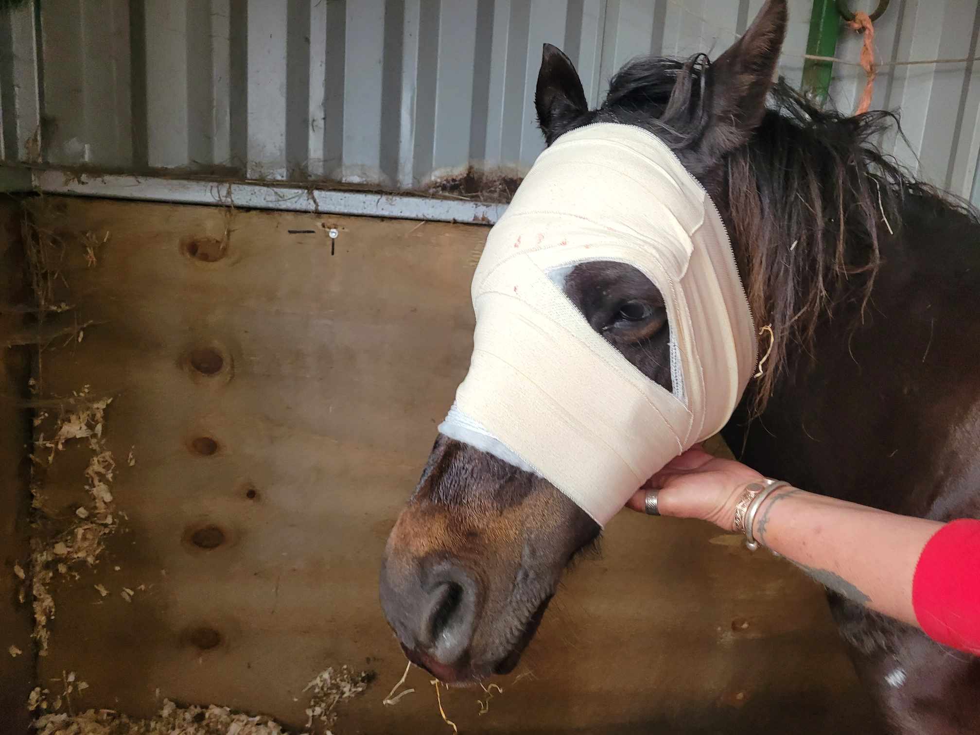 WILLOW AFTER SURGERY