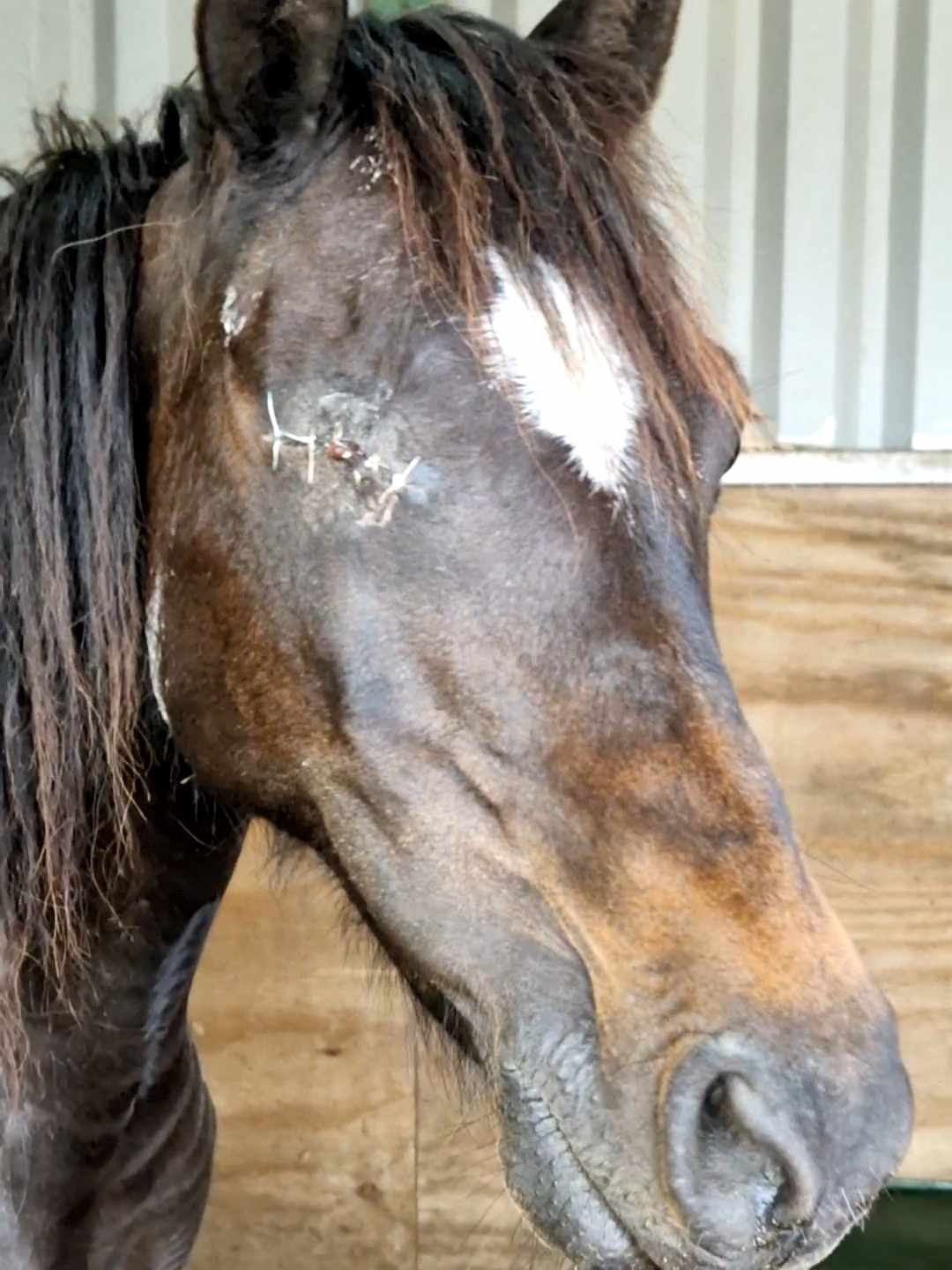WILLOW STITCHES
