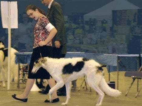 Freshfields Wales Open Day