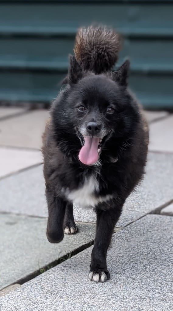 Whitney — Cross Pomeranian/husky