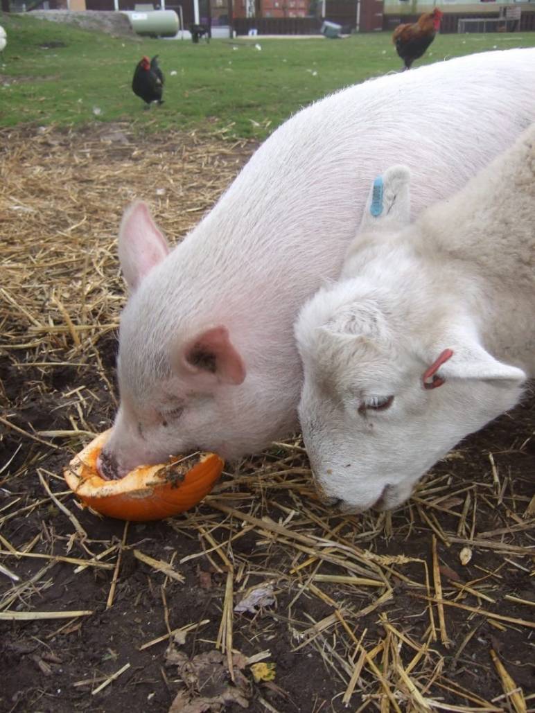 Happy World Vegan Day!